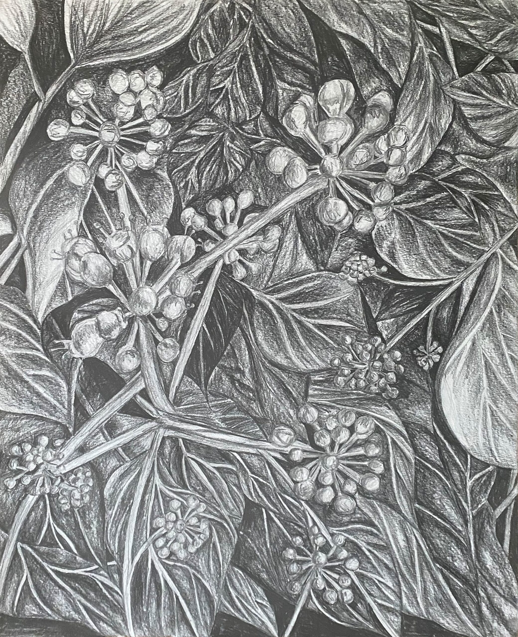 Christine Tudor, Sand Vine, 2022, graphite on paper